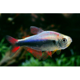 Hyphessobrycon red blue Peru Hyphessobrycon red blue Peru