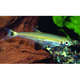 Iguanodectes spilurus - Tetra Lagarto Iguanodectes spilurus - Tetra Lagarto
