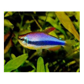 Inpaichthys kerri - Tetra blue emperor Inpaichthys kerri - Tetra blue emperor