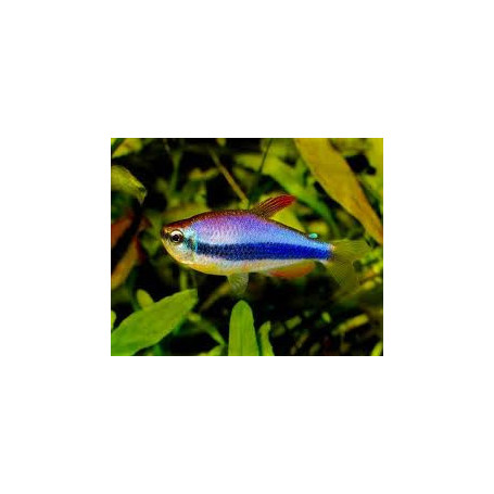 Inpaichthys kerri - Tetra blue emperor