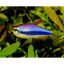 Inpaichthys kerri - Tetra blue emperor