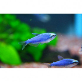 Inpaichthys kerri super blue Inpaichthys kerri superblue