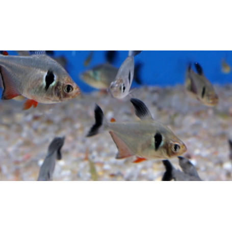 Megalamphodus megalopterus - Tetra fantasma negro