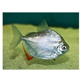 Metynnis hypsauchen - Tetra dolar plata Metynnis hypsauchen - Tetra dolar plata