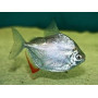 Metynnis hypsauchen - Tetra dolar plata