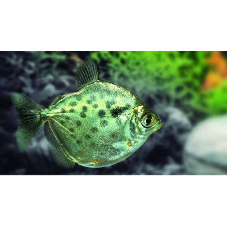 Metynnis maculatus - Tetra dólar ocelado