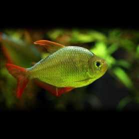 Moenkhausia columbiana gold Moenkhausia columbiana gold