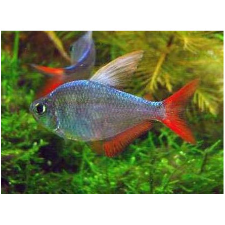 Moenkhausia columbiana red-blue