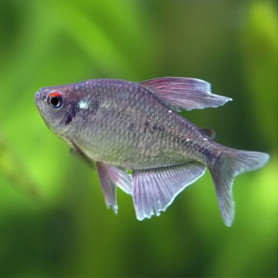 Moenkhausia pittieri - Tetra diamante Moenkhausia pittieri - Tetra diamante