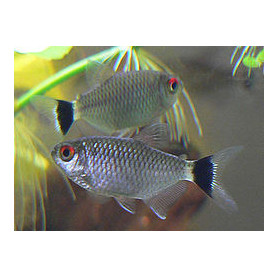 Moenkhausia sanctaefilomenae - Tetra de ojos rojos Moenkhausia sanctaefilomenae - Tetra de ojos rojos