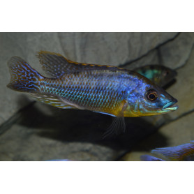 Protomelas Hertae Protomelas Hertae
