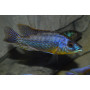 Protomelas Hertae