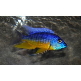 Protomelas Spilonotus Tanzania Protomelas Spilonotus Tanzania