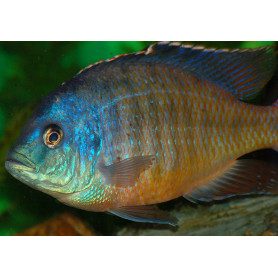 Protomelas Teaniolatus Protomelas Teaniolatus