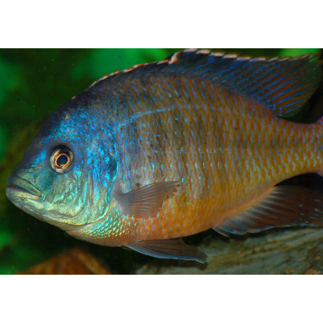 Protomelas Teaniolatus