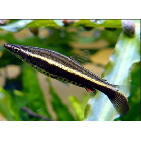 Nannobrycon eques - Pez lapiz de tubo Nannobrycon eques - Pez lapiz de tubo