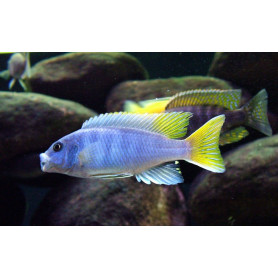 Pseudotropheus Acei Pseudotropheus Acei