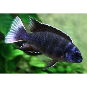 Pseudotropheus Acei Ngara Pseudotropheus Acei Ngara