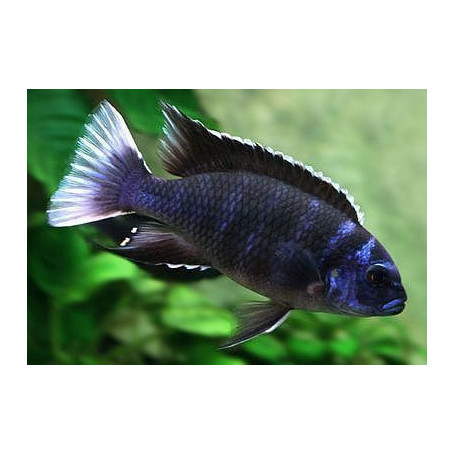 Pseudotropheus Acei Ngara