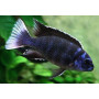 Pseudotropheus Acei Ngara