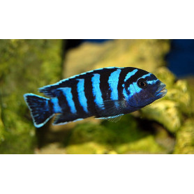 Pseudotropheus Demasoni Pseudotropheus Demasoni