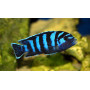 Pseudotropheus Demasoni
