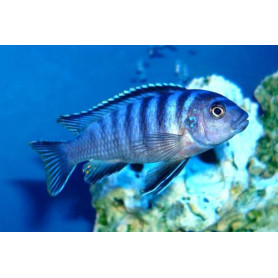 Pseudotropheus Elongatus Pseudotropheus Elongatus