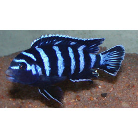 Pseudotropheus Elongatus Likoma Pseudotropheus Elongatus Likoma