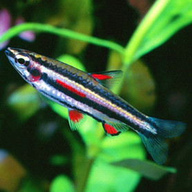Nannostomus marginatus - Tetra lapiz enano