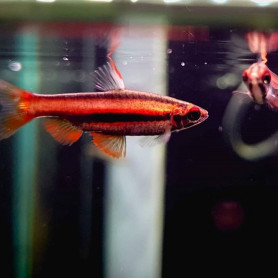 Nannostomus rubrocaudatus Peru red II - Tetra lapiz carmín Nannostomus rubrocaudatus Peru red II - Tetra lapiz carmín