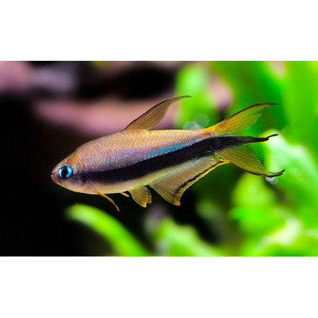 Nematobrycon palmeri - Tetra emperador
