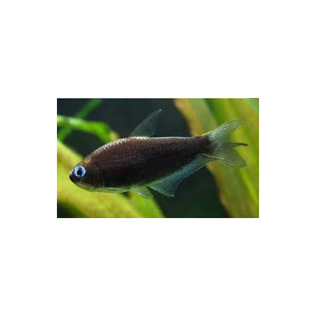 Nematobrycon palmeri black - Tetra emperador negro