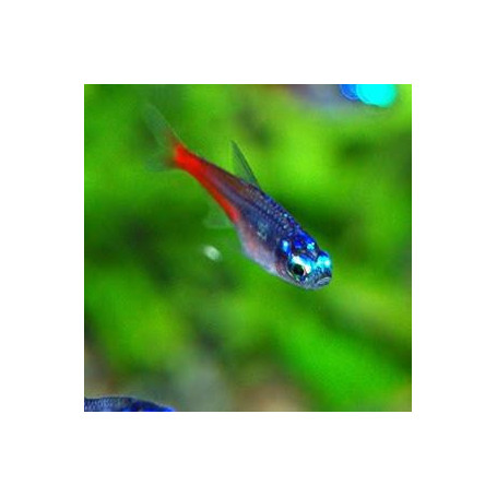Paracheirodon innesi diamant - Tetra neon diamante
