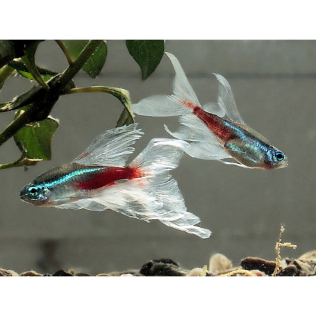 Paracheirodon innesi double long fin - Neon innesi velo