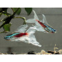 Paracheirodon innesi double long fin - Neon innesi velo