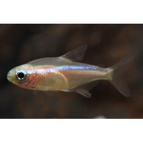 Paracheirodon innesi gold - Tetra neon oro Paracheirodon innesi gold - Tetra neon oro