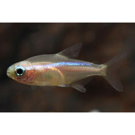 Paracheirodon innesi gold - Tetra neon oro