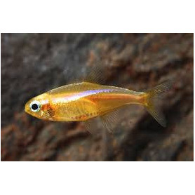 Paracheirodon innesi yellow - Neon amarillo Paracheirodon innesi yellow - Neon amarillo