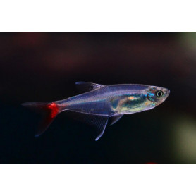 Prionobrama filigera - Tetra cristal cola roja Prionobrama filigera - Tetra cristal cola roja