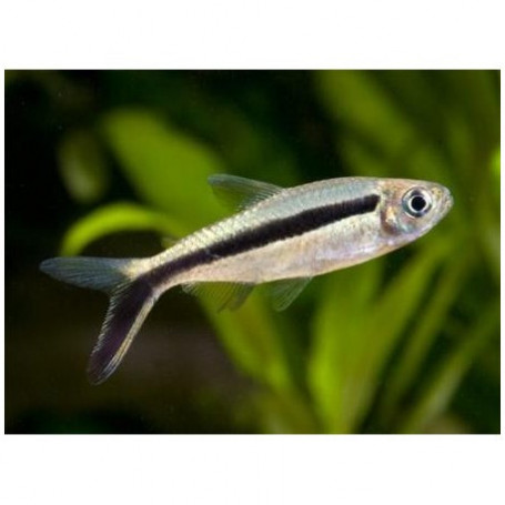 Thayeria boehlkei - Tetra pingüino