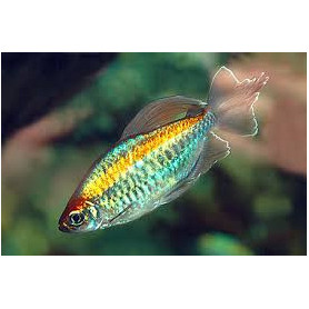 Phenacogrammus interruptus - Tetra del congo Phenacogrammus interruptus - Tetra del congo