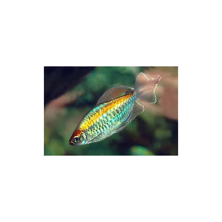 Phenacogrammus interruptus - Tetra del congo