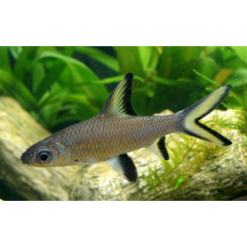 Balantiocheilus melanopterus - Tiburón bala Balantiocheilus melanopterus - Tiburón bala