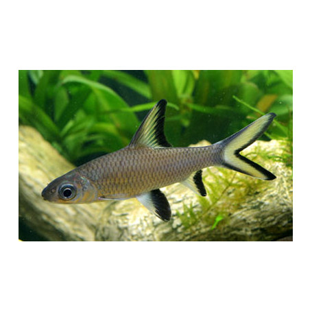 Balantiocheilus melanopterus - Tiburón bala