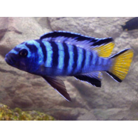 Pseudotropheus Elongatus Mpanga Pseudotropheus Elongatus Mpanga