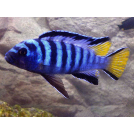 Pseudotropheus Elongatus Mpanga