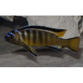 Pseudotropheus Elongatus Usisya Mara Rock Pseudotropheus Elongatus Usisya Mara Rock