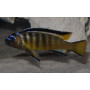 Pseudotropheus Elongatus Usisya Mara Rock