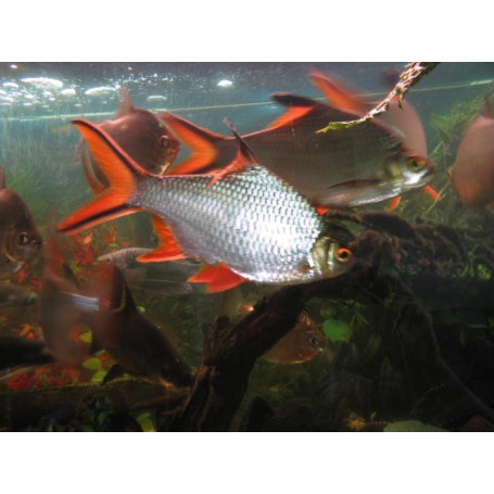 Barbus schwanenfeldi