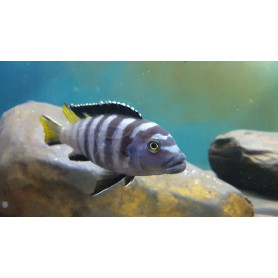 Pseudotropheus Elongatus Yellow Pseudotropheus Elongatus Yellow